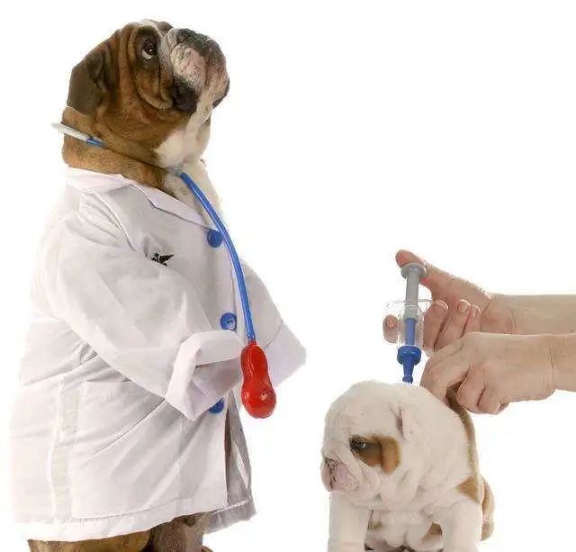 Common sense pet medical knowledge