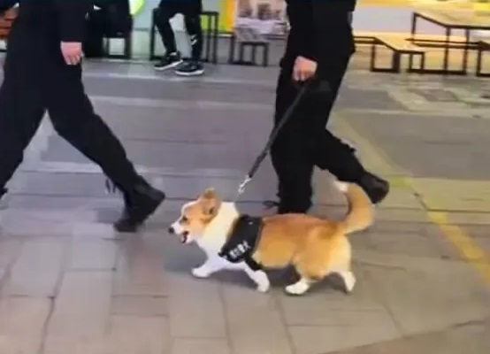 China’s first corgi police dog